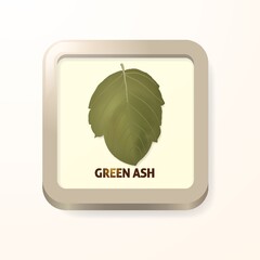 Green ash leaf