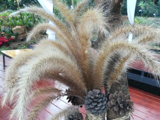 cactus in a pot