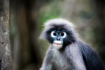 A Portrait Glasses langurs in forest.