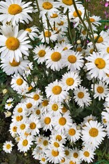 Cheerful green and white background of garden daisy flowers.
