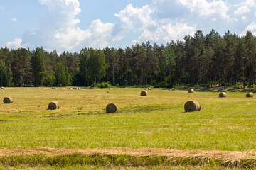 Landscape with a mowed meadow with hay rollers in the distance on a sunny summer day. Forest and blue sky. Latvia. Harvesting of feed for agricultural livestock