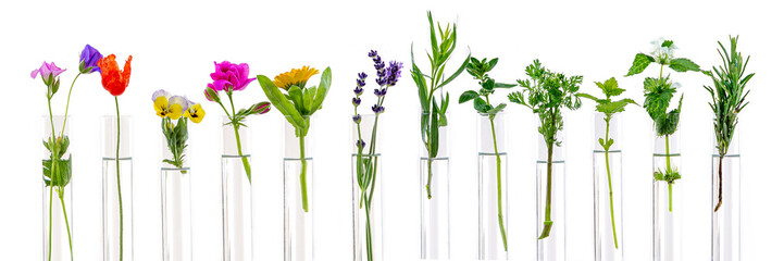 Panoramic image.Test Tubes and glass mortarwith small plants Isolated on white, herbal medicine or...