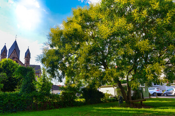 Naklejka premium Blasenesche (Koelreuteria paniculata)