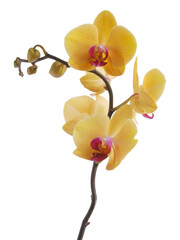 Fototapeta na wymiar pretty yellow and red flowers of orchid Phalaenopsis close up