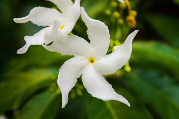 White flowers, close-up, thai, blurry background