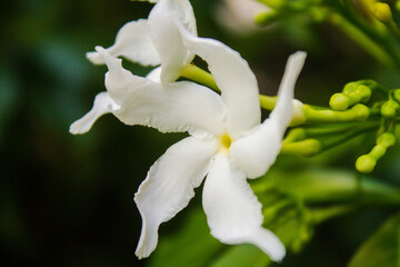 Fototapeta premium White flowers, close-up, thai, blurry background