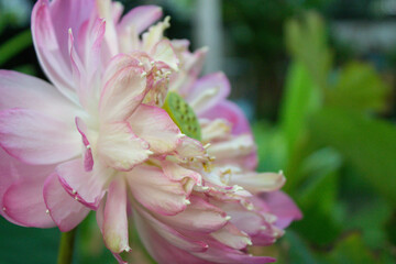 Pink lotus flower petals