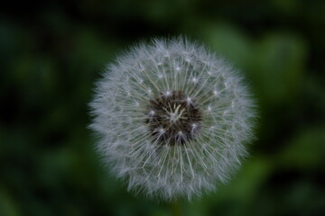 Dandelion, blowball