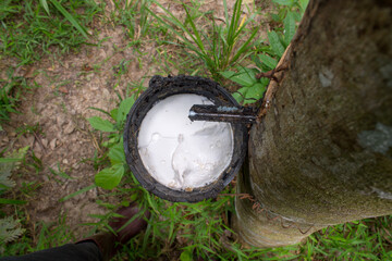 Rubber is pouring into the support cup in Thailand.