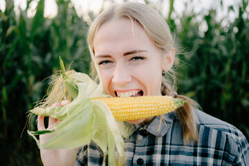 Girl tastes corn maize Girl eating maize corncob, Beautiful american girl with white teeth bites corn Checking trying corn maize. Beuatiful positive blonde girl in corn field with maze in hands