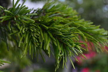Branches of a pine