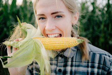 Girl tastes corn maize Girl eating maize corncob, Beautiful american girl with white teeth bites corn Checking trying corn maize. Beuatiful positive blonde girl in corn field with maze in hands