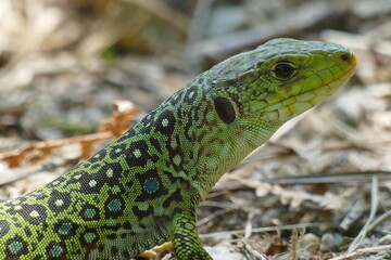 Lacerta lepida - Green Lizard of Iberian Peninsula, wild animal in eucalyptus forest near the city of Padron, Spain, Galicia