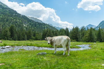 Vaca en un prado verde del pirineo