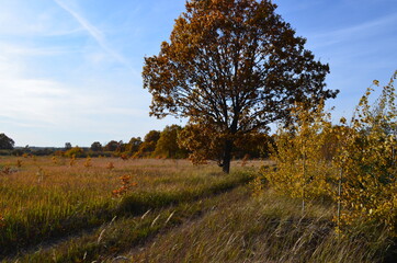 oak near field