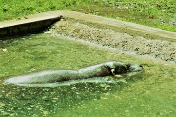 hippo