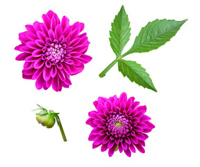 Color, bud and leaves of dahlias on a white background, isolated, flower set.
