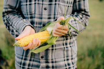 Corn in hands, maize in hands, hands peeling off corn. Big Maize in hand. Hand holding maize corncob