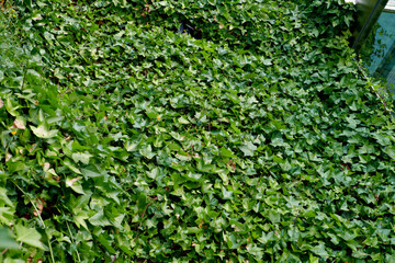 Hiedra sobre muro urbano