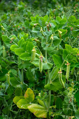 Fototapeta na wymiar pods of young green peas in a field