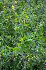 pods of young green peas in a field