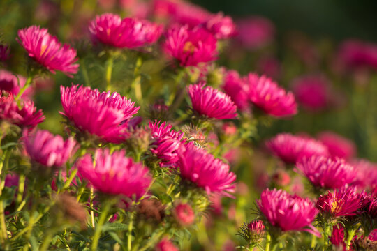 Widok na pęczek astr&oacute;w