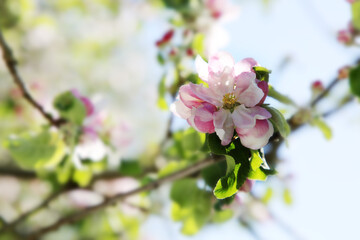 blühender Apfelbaum im Frühling