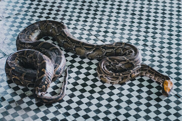 Snake in temple in Dala near Yangon, Myanmar