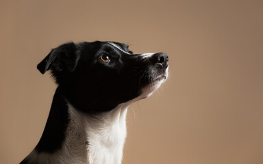 isolated black and white border collie close up profile head shot portrait in the studio on a beige brown background paper looking up to the side