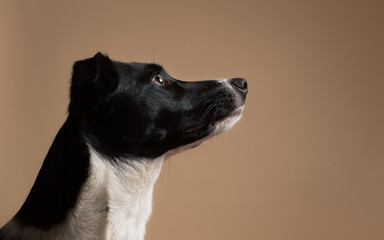 isolated black and white border collie close up profile head shot portrait in the studio on a beige brown background paper looking to the side