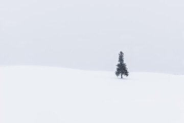 snow covered Christmas trees in winter 