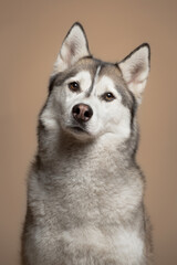 isolated siberian husky dog close up headshot in the studio on a beige brown background paper looking at the camera