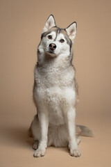 isolated siberian husky dog sitting in the studio on a beige brown background paper looking at the camera
