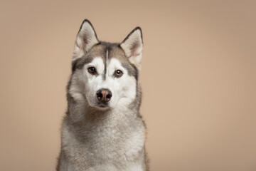 isolated siberian husky dog close up headshot sitting in the studio on a beige brown background paper looking at the camera