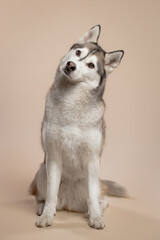 isolated siberian husky dog sitting in the studio on a beige brown background paper looking at the camera tilting her head © Oszkár Dániel Gáti