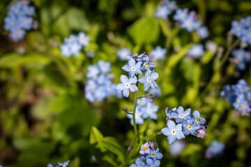 Blooming forget-me-nots Blue forget-me-nots . Selective focus.