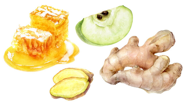 Green apple slice ginger root honey watercolor illustration isolated on white background