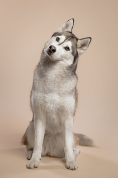 isolated siberian husky dog sitting in the studio on a beige brown background paper looking at the camera tilting her head