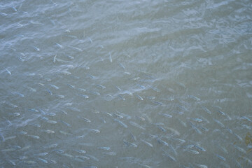 A school of little mullet fish live in the brackish shallow water zone near the coast to grow before moving to the deep sea.