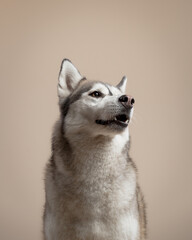 isolated siberian husky dog close up head shot sitting in the studio on a beige brown background paper looking to the side