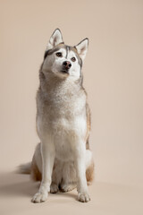 isolated siberian husky dog sitting in the studio on a beige brown background paper looking to the side