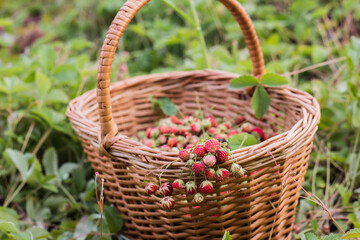 Naklejka na ściany i meble Ripe delicious wild strawberries in a wicker basket
