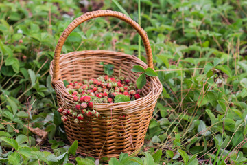 Fototapeta na wymiar Ripe delicious wild strawberries in a wicker basket