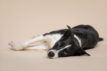 isolated sleepy black and white border collie lying down on her side on the floor in the studio on a beige light brown background paper