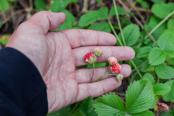 Forest strawberries in a man's hand