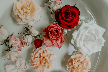 Composition of roses floating in water in moody tones 