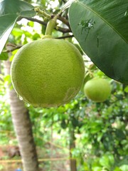 lime tree with fruits