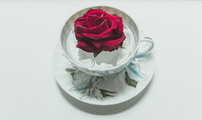 Isolated dark red rose floating in a cup with saucer on a white background