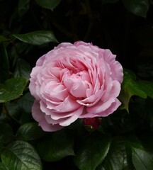Pink Flowering THE GENEROUS GARDENER Rose