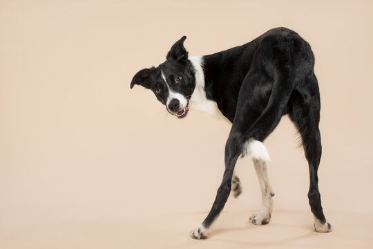 isolated black and white border collie spinning around herself looking at the camera in the studio on a beige light brown background paper